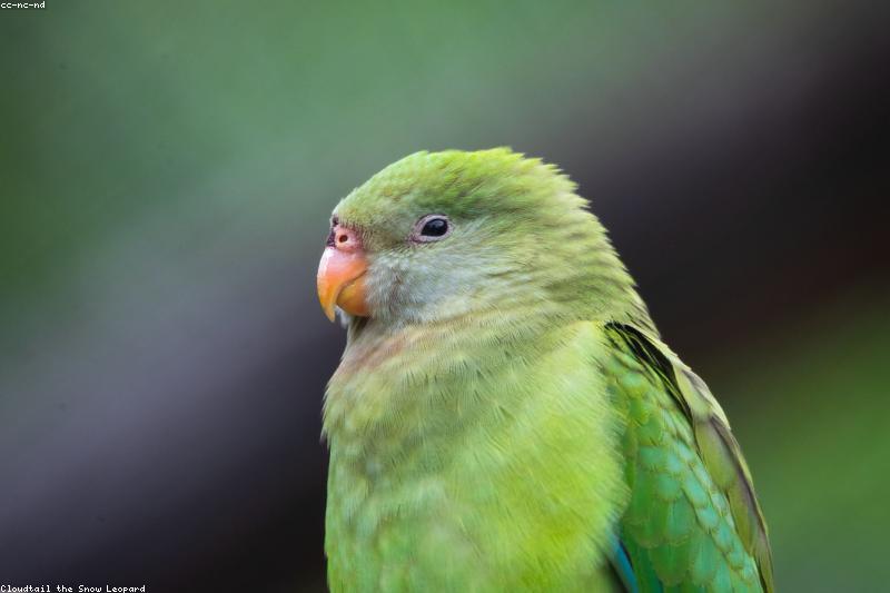 Bird Cage Cleaning Schedule: The Daily, Weekly, and Monthly Routine That Prevents Illness