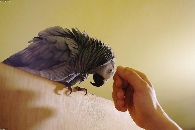 Bird Dander and Air Quality: Living Comfortably With a Dusty Parrot