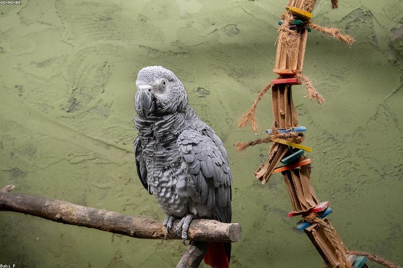 Bird Toy Safety: Materials, Metals, and Sizing to Check Before It Goes in the Cage