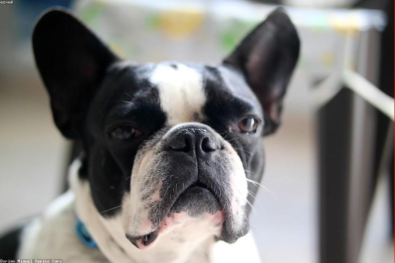 BOAS in Flat-Faced Dogs: Why Loud Snoring Is Not Normal and How to Help Your Bulldog Breathe
