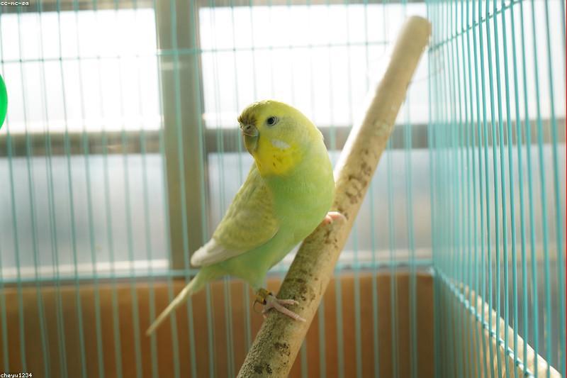 Budgie vs Cockatiel: Which Beginner Bird Fits Your Home?