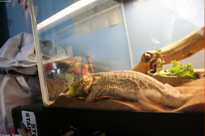 Building a Bearded Dragon Salad: The 80/15/5 Rule and the Greens That Matter