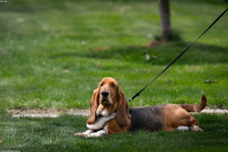 Calm Walks Past Other Dogs: A Positive Plan for Leash Reactivity