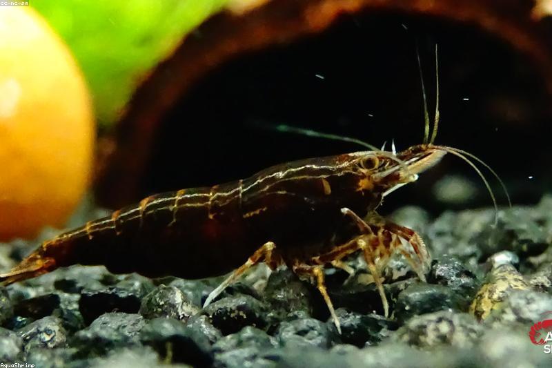 Cherry Shrimp Care: Water, Feeding, and Molt Health in a Nano Tank
