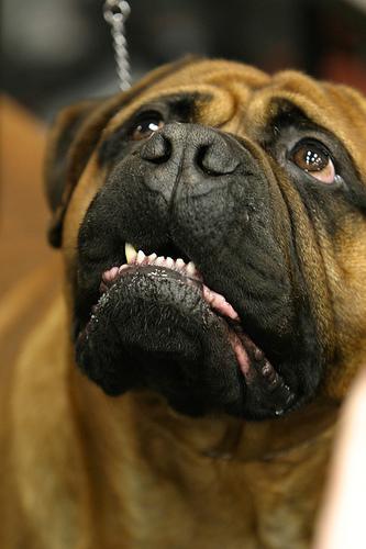 Chew, Fetch, Tug, or Puzzle? How to Choose the Right Toys for Your Dog