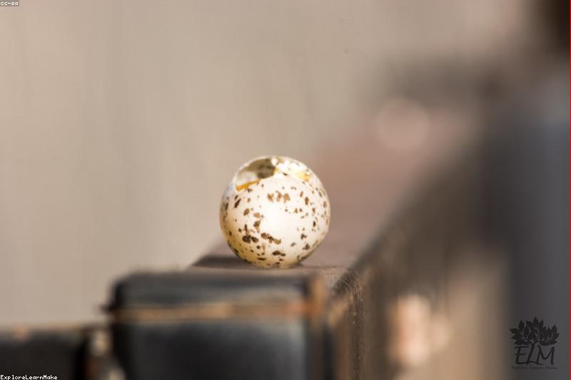 Chronic Egg Laying in Pet Birds: Light, Calcium and When to Call an Avian Vet