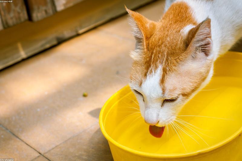 Chronic Kidney Disease in Cats: Early Signs Owners Often Miss