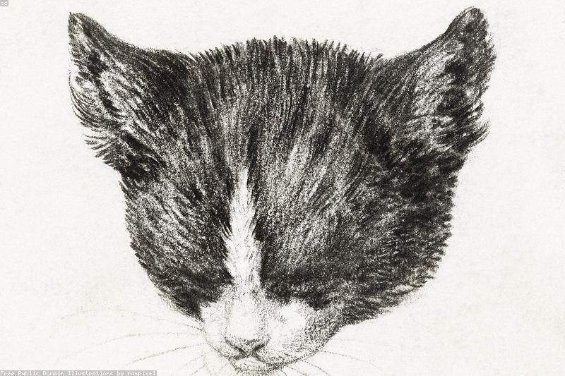 Chronic Kidney Disease in Cats: Early Signs, Staging, and Long-Term Care