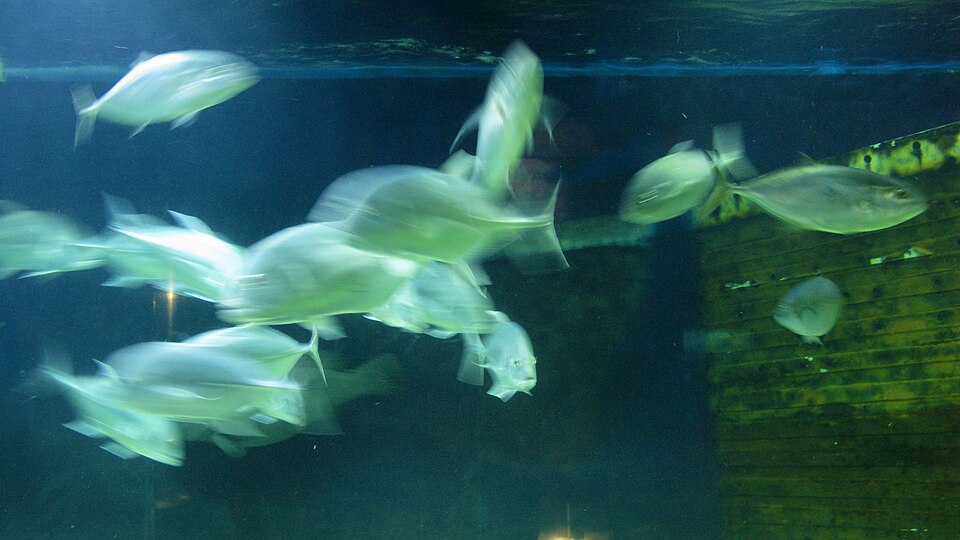 Cloudy Aquarium Water: What the Color Tells You and What Actually Fixes It