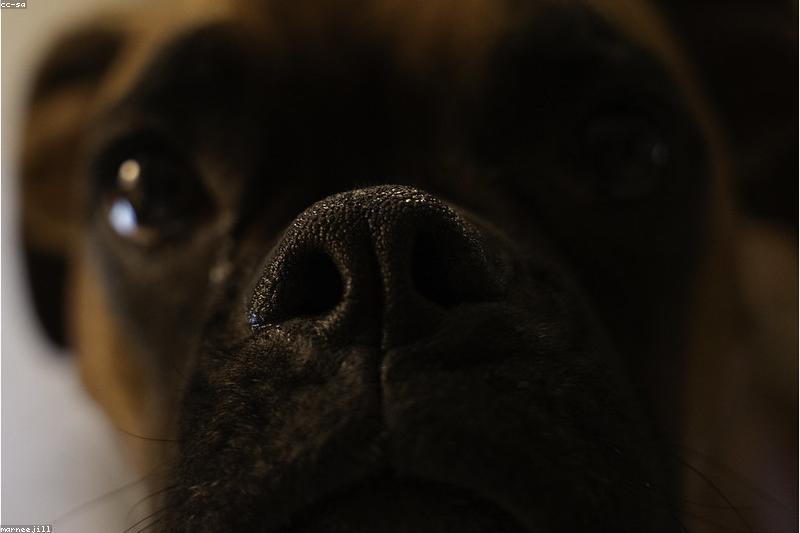 Conjunctivitis in Dogs: Symptoms, Causes, and How Vets Treat Pink Eye