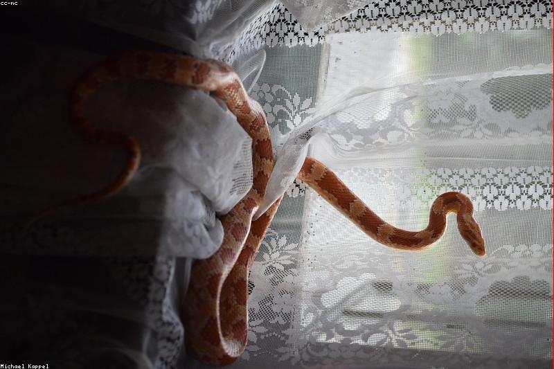 Corn Snake Feeding Schedule: Prey Size and Frequency by Age
