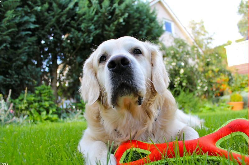 Destructive Chewing in Dogs: Why It Happens and How to Redirect It Kindly