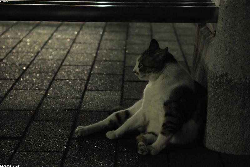 Do Cats Really See in the Dark? Feline Night Vision Explained