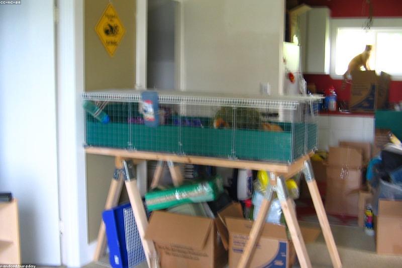 Do Guinea Pigs Need a Friend? Companionship, Pairing, and What Happens Alone