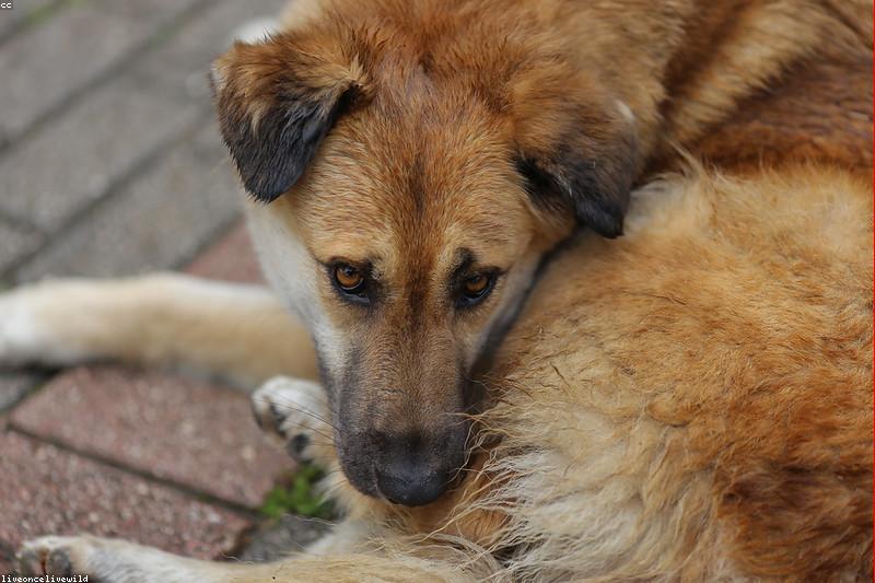 Dog Vaccination Schedule: A Timeline Every Owner Can Follow