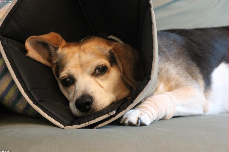Dog Vomiting and Diarrhea: When Home Care Is Safe and When to Call the Vet