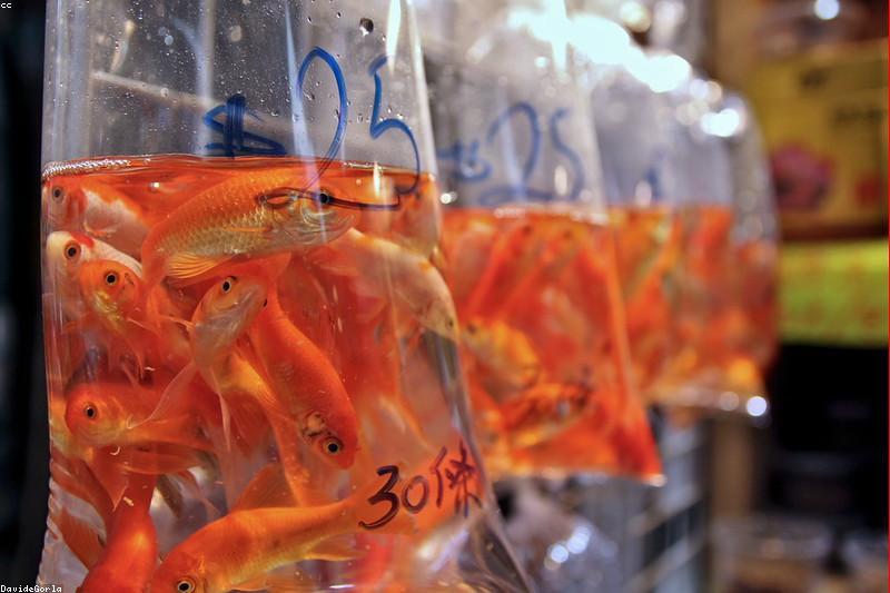 Dropsy in Aquarium Fish: Why Pine-Coned Scales Are an Emergency