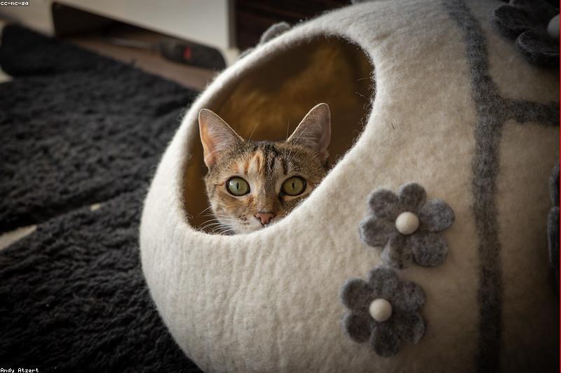 一开吸尘器猫就没影?看懂猫咪噪音恐惧,安全屋加脱敏才是正解