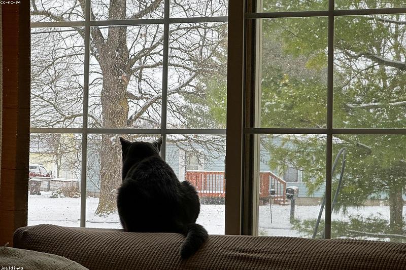 上班后猫在家嚎一整天？猫咪分离焦虑不是矫情，五步让它学会独处