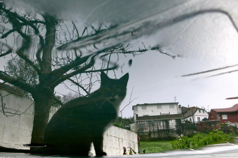 下雨打雷前猫咪变得奇怪?天气如何影响猫的情绪