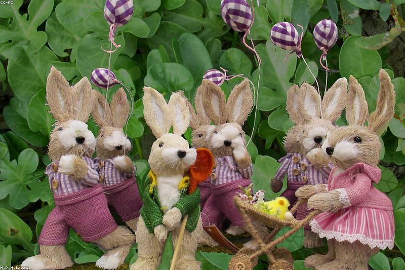 抱兔子别硬来：正确抱法四步走与三大禁忌