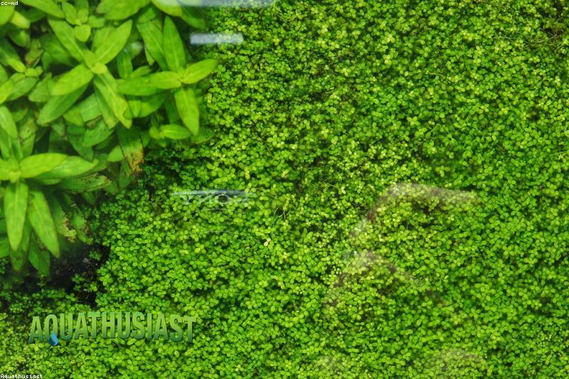 水草长得太乱了:修剪、打头与重新插植一篇讲清