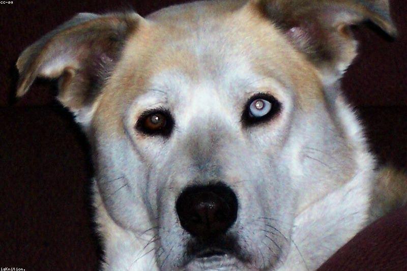 犬窝咳全指南：鹅叫式干咳不是小事，症状识别与治疗一篇讲透