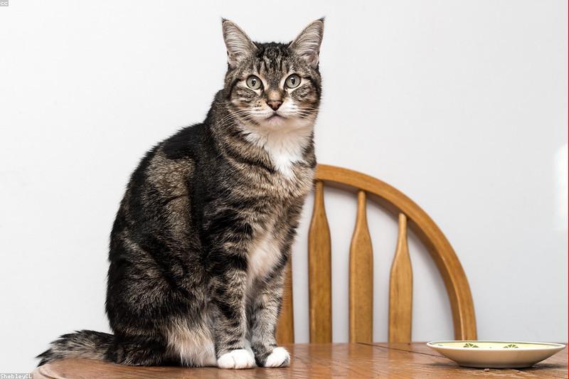 猫一吃饭就哈气护碗?护食不是脾气坏,三步让它放下戒备