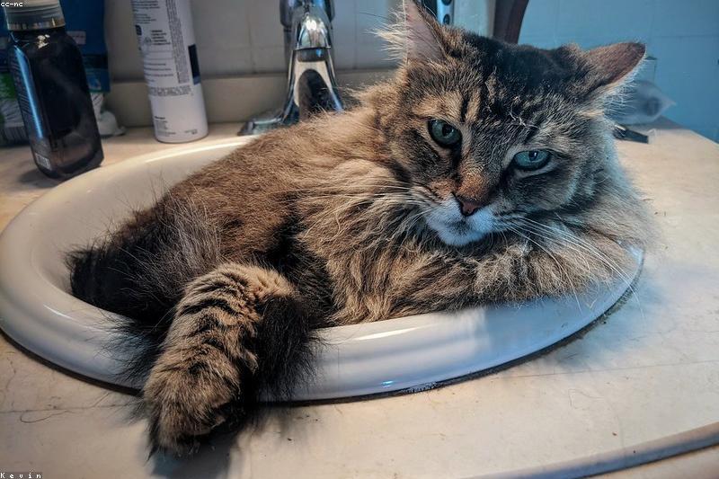 猫不主动喝水不是矫情：算清每天该喝多少，四个方法让它爱上水碗