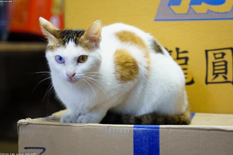 猫为什么总是盯着你看？读懂这 5 种凝视的含义