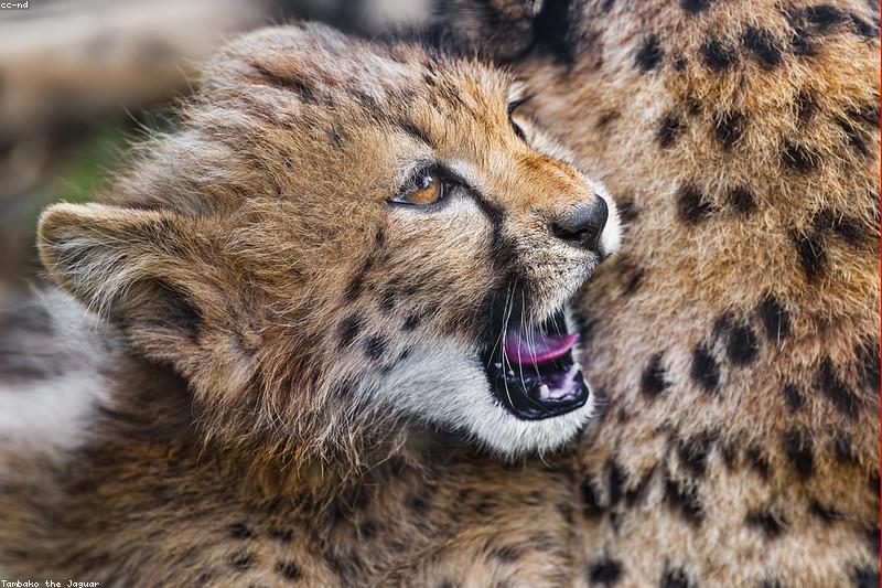猫口炎不是上火：流口水带血丝、想吃不敢吃的真相与治疗方向