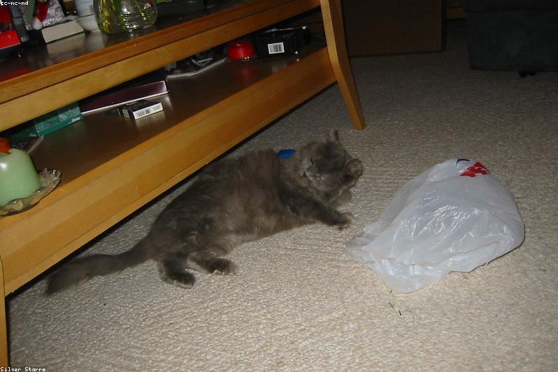 猫咪啃塑料、吃毛线不是嘴馋:看懂异食癖的成因,别等肠梗阻才后悔