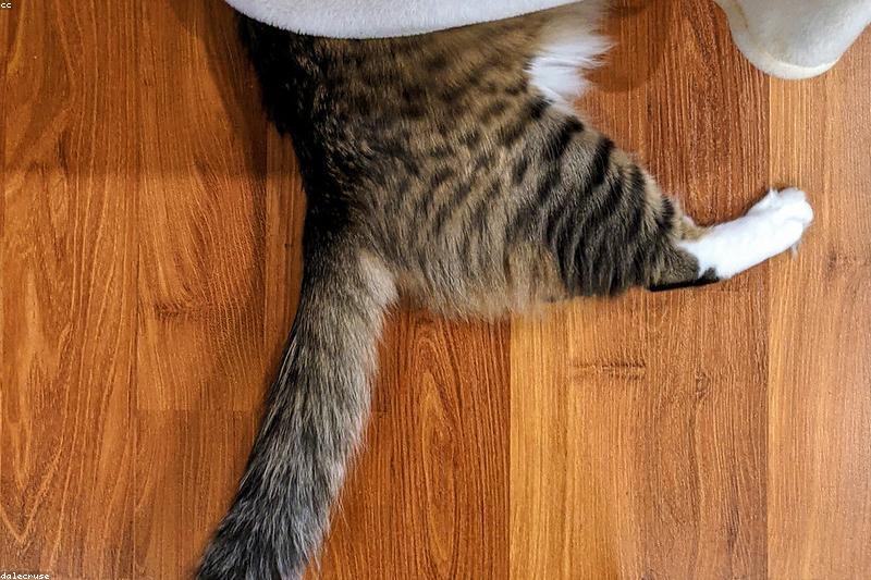 猫咪应激反应不是矫情:从炸毛躲藏到尿闭,识别信号与分级处理