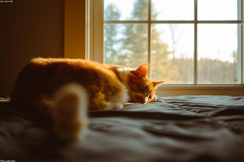 猫咪睡姿解读大全:面包卷、四脚朝天、母鸡蹲,各自在说什么?