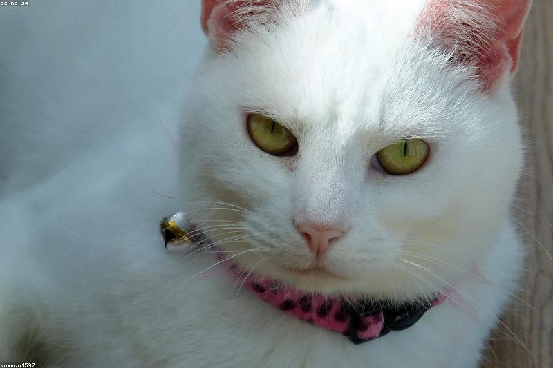 猫对你慢慢眨眼不是犯困:读懂「猫式亲亲」,还能眨回去吗?