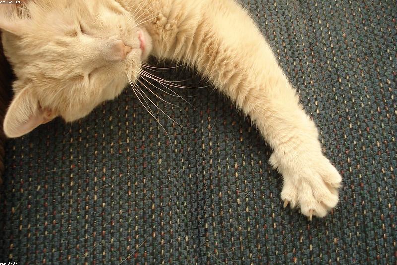 猫尾巴竖起、甩动、炸毛都在说什么？一份看懂猫咪肢体语言的对照指南