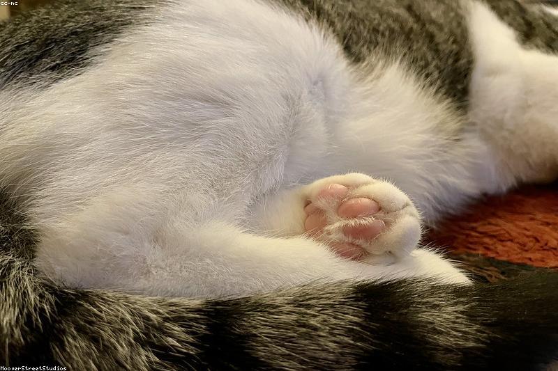 猫总把桌上的东西拍下去?不是报复,是它在跟你说话