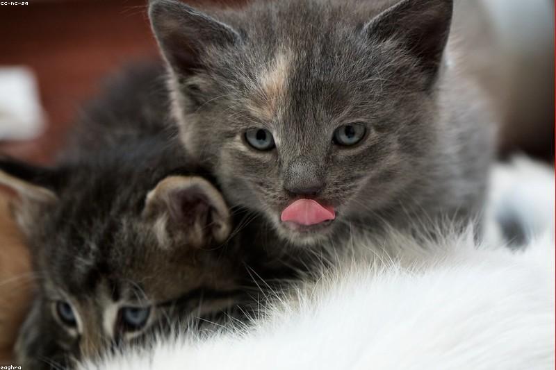 猫总舔你的手和头发?看懂「舔人」背后的 5 种心思