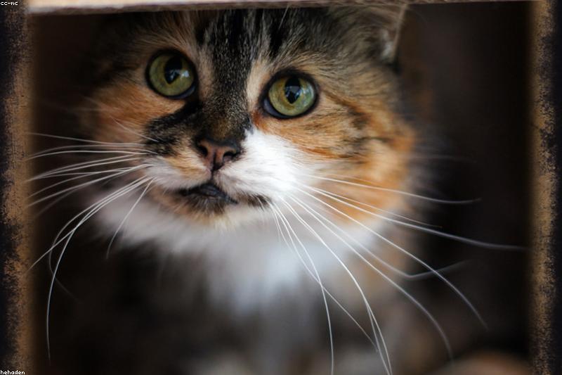 猫总躲床底和纸箱里?读懂躲藏行为,别急着把它薅出来