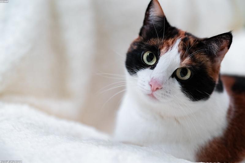 猫打呼噜不只是开心:读懂咕噜声背后的安抚、求饭与自愈信号