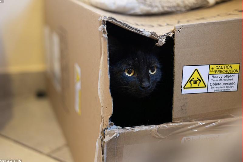 猫抓板买回家就吃灰？材质、款式、位置选对，猫才会弃沙发投抓板