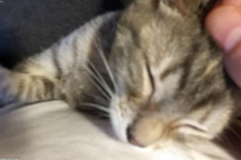 猫摸两下就翻脸咬人?看懂「抚摸性攻击」,rua 猫不再靠运气
