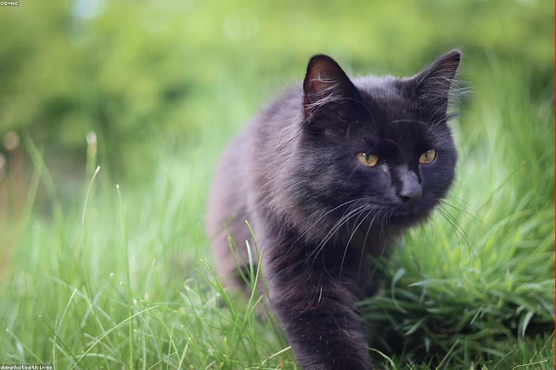 猫明明是肉食动物,为什么老啃草叶?吃草行为的真相与安全指南