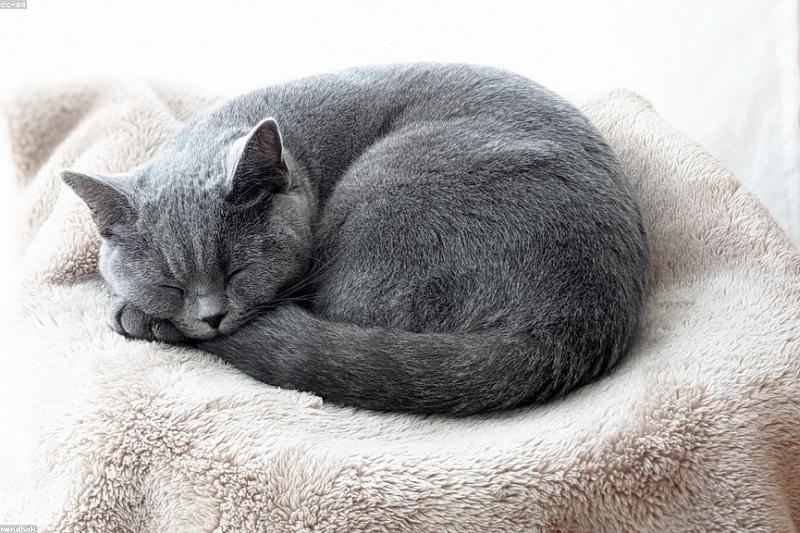 老猫半夜嚎叫、忘了砂盆在哪?不是「老糊涂」,可能是猫认知障碍