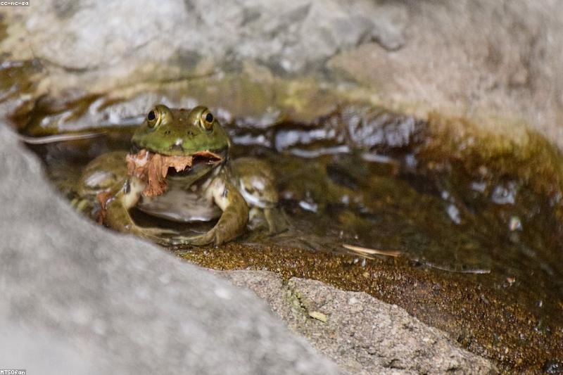 角蛙怎么养:水温、底材与喂食节奏的新手指南