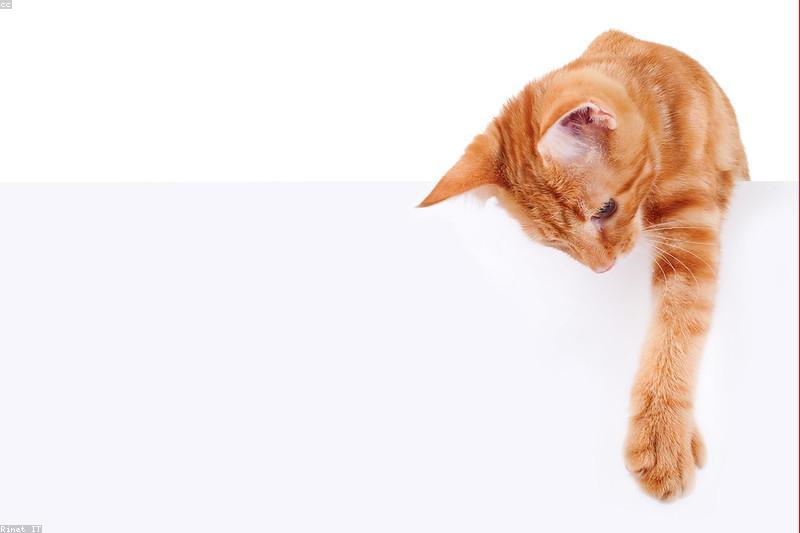逗猫棒越玩猫越没兴趣?按「捕猎序列」逗猫,它才会认真陪你玩
