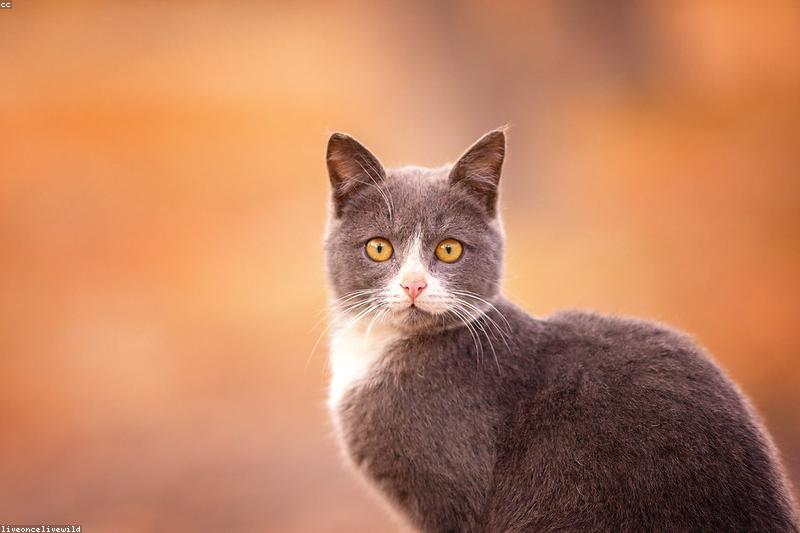 Ear Mites in Cats: Signs, Treatment, and How to Break the Reinfestation Cycle