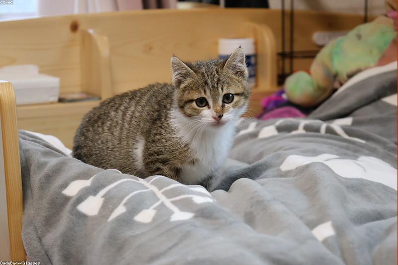 Kitten Play 101: Turning the Zoomies Into Good Habits
