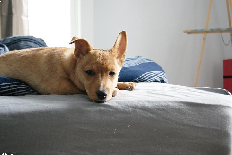 Ear Mites in Dogs: Symptoms, Treatment, and How to Prevent Them