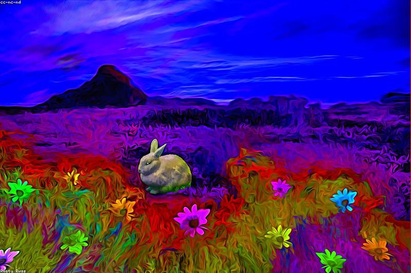 Ear Mites in Rabbits: Symptoms, Treatment, and Prevention of Ear Canker